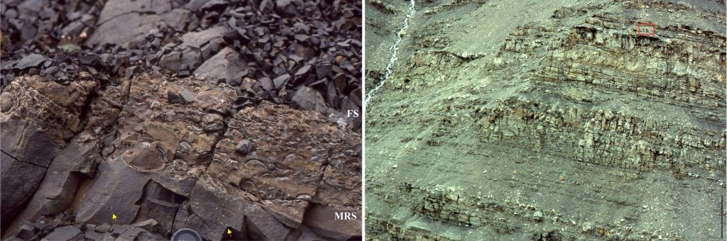 Low-angle crossbedded sandstone at the top of a shoaling upward shoreface parasequence (a couple of crossbed set discordances indicated by arrows). The top of the lithofacies is capped by a transgressive, pebbly, fossiliferous limestone – the base of the limestone is the maximum regressive surface (MRS, and the top a flooding surface (FS). Lens cap (bottom centre) is 50 mm wide. The complete parasequence is shown opposite – the location of the crossbed lithofacies is shown by the red outline (top right). Low-angle crossbed and upper plane bed laminated lithofacies are common in the upper parts of all five parasequences (cycles) seen here. The vertical bar scale (lower right) is 5 m long. Mid Jurassic Bowser Basin, northern British Columbia.