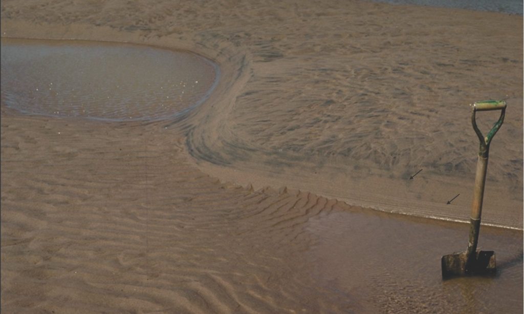 Three dimensional subaqueous dunes developed in fine- to medium-grained sand on a tidal flat, Minas Basin. Trough-like or spoon-shaped scours occur downflow of the highly sinuous lee faces. Current ripples developed on the stoss faces during the late stage of ebb runoff as the larger bedforms were exposed. Likewise, horizontal ridges on the lee faces formed as the water level dropped (arrows) and flow was diverted along the bedform troughs. Ebb flow was towards the lower left.