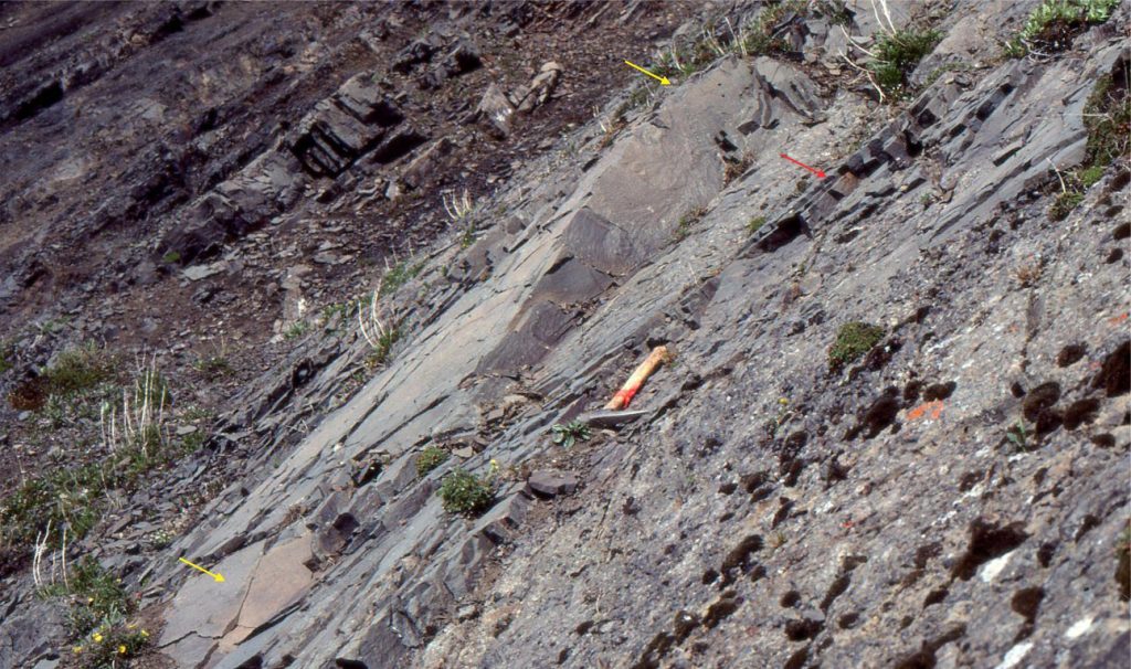 Bedding exposure of hummocks and swales (yellow arrows). Hummock amplitude is 15-20 cm and spacing 3-4 m. An underlying swale is indicated by the red arrow. The HCS unit is underlain by a thin pebbly, normally graded sandstone (at the level of the hammer). The HCS-SCS are in gradational contact with the graded sandstone that is inferred to have been a turbulent, high suspension-load underflow. Mid-Jurassic Bowser Basin, northern British Columbia. 