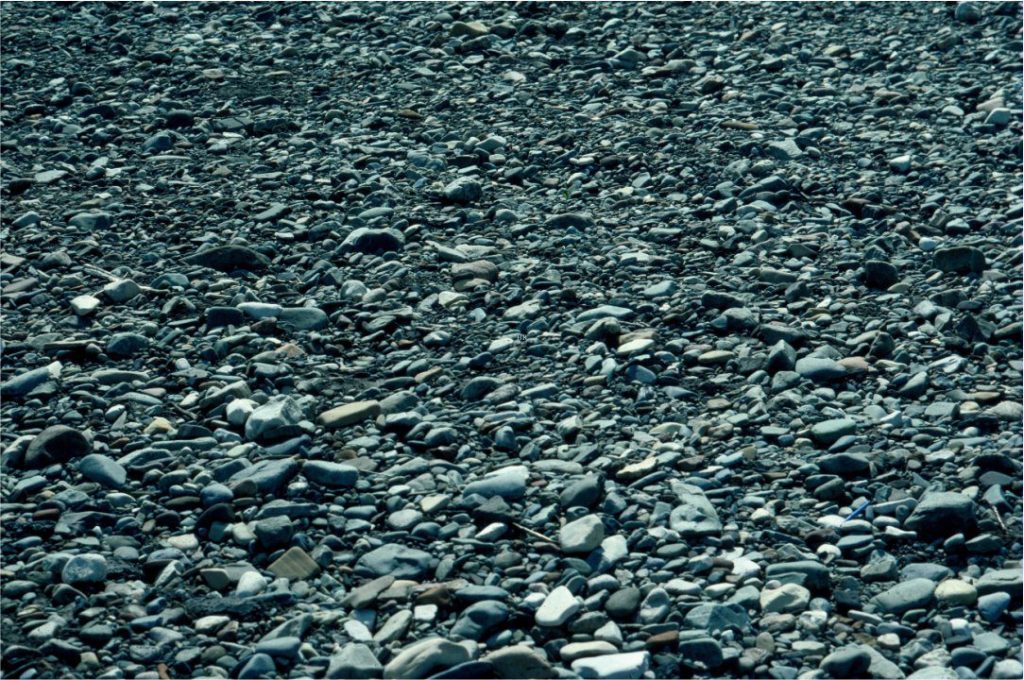 Imbrication of platy and elongate clasts accentuates crossbed foresets and set boundaries. In this modern example, there is a strong imbricated fabric atop an inactive gravel bar. River flow was to the right. 