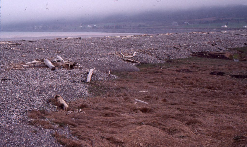 With a landward advancing shoreline and sufficient supply of sediment, storm ridge gravels will also progress landward. At this locality they are transgressing a salt marsh. The gravel pulses have developed steep lee faces that are potentially preserved as tabular crossbeds. Minas Basin, Nova Scotia.