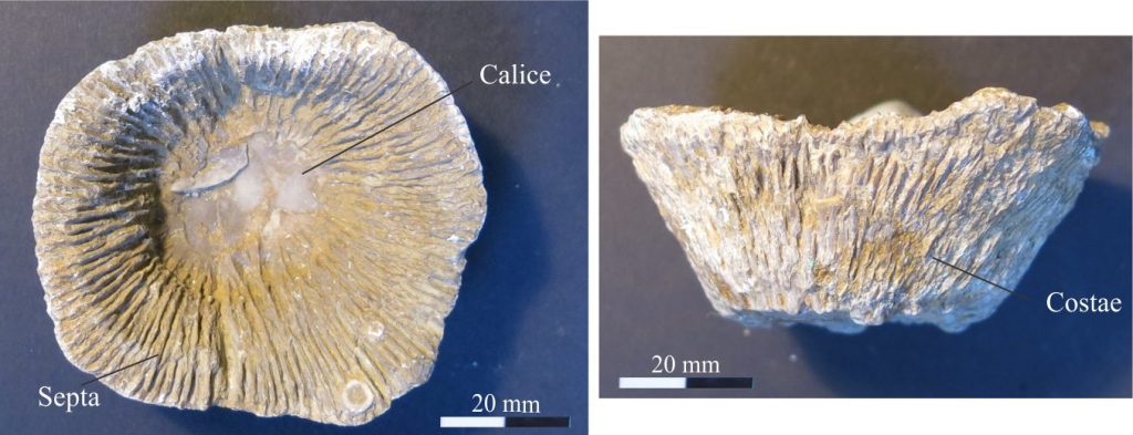 Primary and secondary septa are nicely preserved in this Horn coral segment - Ketophyllum rugosa. Note the deep calice in the top view and prominent costae in the longitudinal view. Original photo courtesy of Annette Lokier, Derby University. 