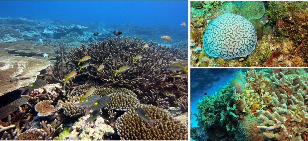 Thriving Scleractinian reef corals are some of the most beautiful biological structures to have ever evolved. These examples show some of the basic growth forms: Left: Branching Acropora (center), columnar Porites (lower right), white encrusters (bottom center), and laminar or table corals - Acropora (left). Image Credit: National Marine Sanctuary of American Samoa. https://coralreef.noaa.gov/gallery/welcome.html# Top right: A bulbous cactus coral (?Isophyllia) surrounded by small encrusting corals, bryozoa, and the aragonite shedding alga Halimeda. Bottom right: A community of branching Porites, foliaceous corals (?Agaricia), encrusting forms, and a couple of Vase sponges (center). Both images from Palancar Reef, Cozumel National Park, courtesy Charlie Kerans. https://www.geological-digressions.com/contributors/contributions-from-charlie-kerans/ 