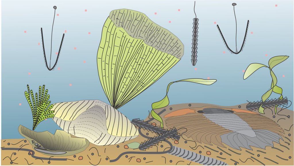 Graptolite Morphology For Sedimentologists Geological Digressions