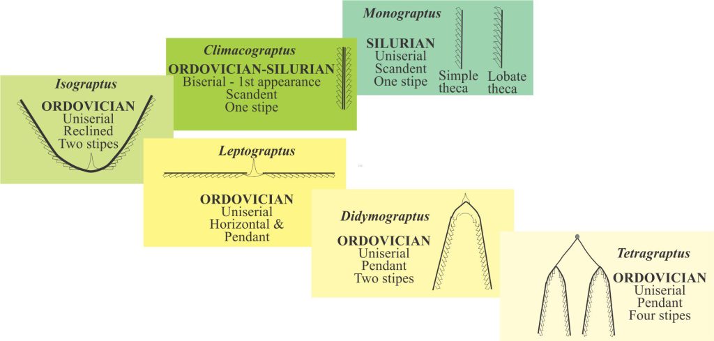 Evolutionary trends of the graptoloids, all of which were planktonic. The earliest forms were uniserial and pendant with four and two stipes composing each rhabdosome. One of the more important evolutionary trends resulted in a reduction in the number of stipes, from four early in the Ordovician, to one stipe (Monograptids) in the Silurian. Scandent forms appeared in the Middle Ordovician which means that the mode of theca addition also changed. Diagram adapted from Oxford Geology Group 