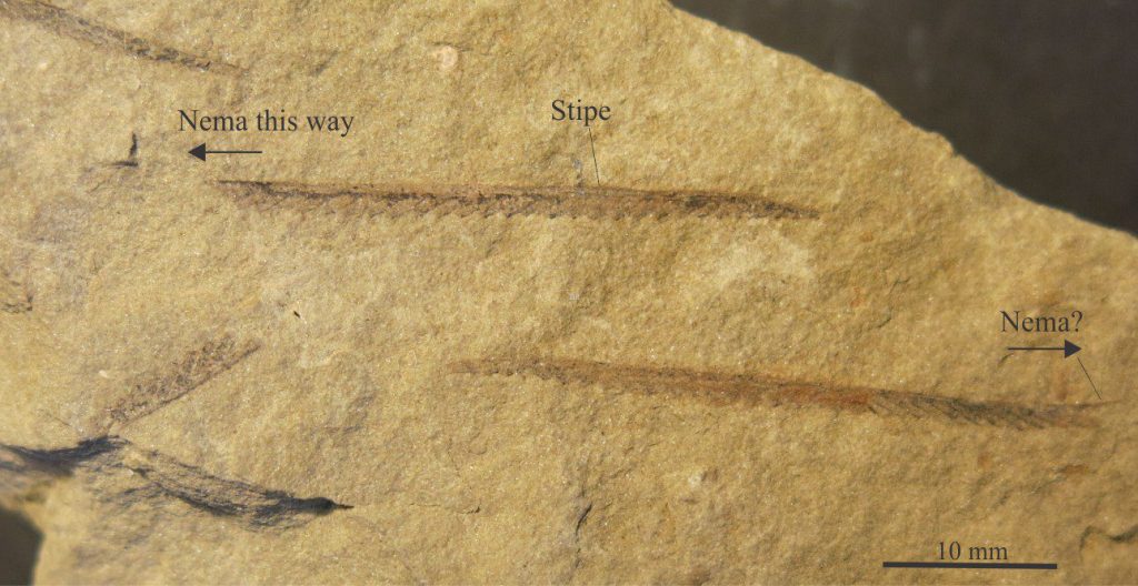 Monograptus was a common scandent, uniserial graptoloid genus that appeared early in the Silurian; it represents the final evolutionary development of the graptoloids prior to their extinction at the beginning of the Devonian. The genus developed a variety of shapes, including curved and spiral forms, and thecae that ranged from straight to twisted, symmetrical and asymmetrical. Thecae were adorned by hooks and spines. The genus commonly occurs with Rastrites. The image was provided courtesy of Annette Lokier, University of Derby.