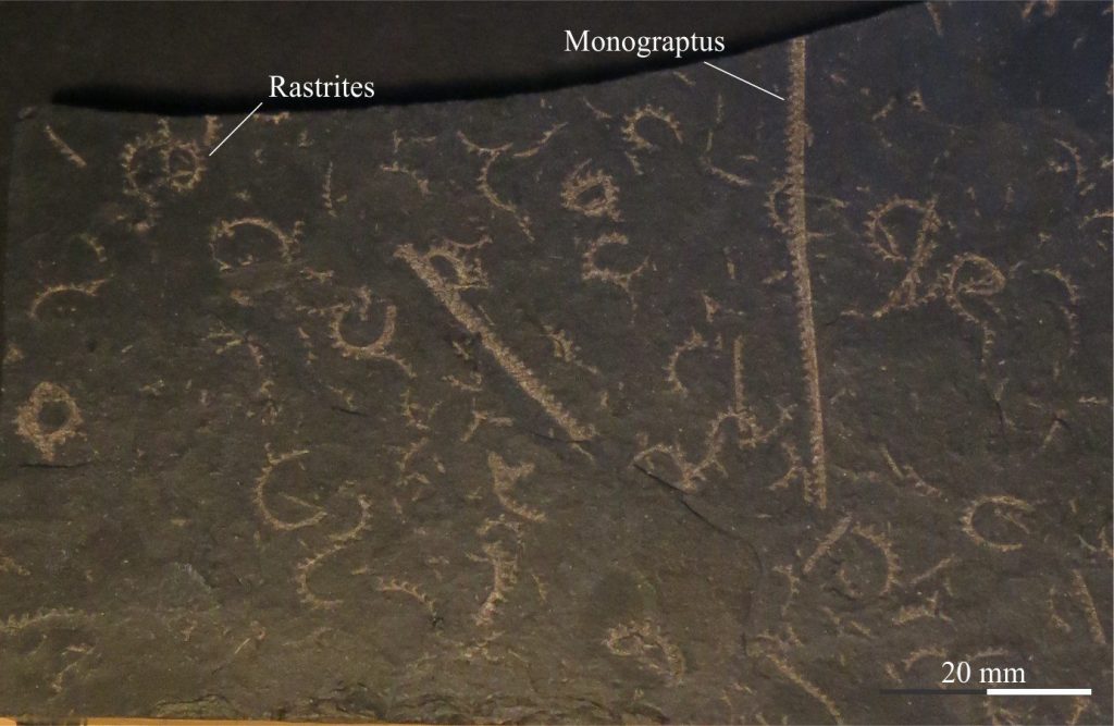 Straight stiped, saw-tooth blade-like Monograptus and spiral Rastrites are commonly found together in Silurian rocks. Rastrites is also uniserial and may have evolved from Monograptus. The apertures of Rastrites commonly grew hook-like extensions that extended to more spinose structures. Preservation of complete Rastrites is fraught because rhabdosome spirals tended to break after deposition. The image was provided courtesy of Annette Lokier, University of Derby.