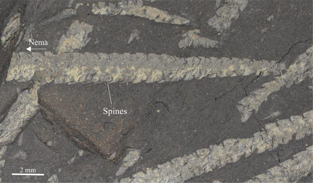 Orthograptus is a scandent graptoloid that inhabited Middle Ordovician to Early Silurian oceans. It had two stipes that were fused together, giving the appearance of a biserial stipe. The thecae have prominent spines. It is commonly found with Didymograptus. The image was provided courtesy of Annette Lokier, University of Derby.