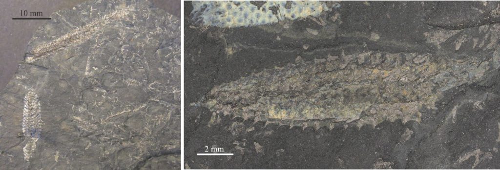 Phyllograptus is an Early Ordovician, leaf-like (fusiform) genus that has four scandent stipes forming a compact, elliptical rhabdosome that can reach lengths of 4 cm and more. The quadriserial thecae tend to curve upward. The pointy end is usually the sicula end; in life the nema extended from the sicula. The image was provided courtesy of Annette Lokier, University of Derby.