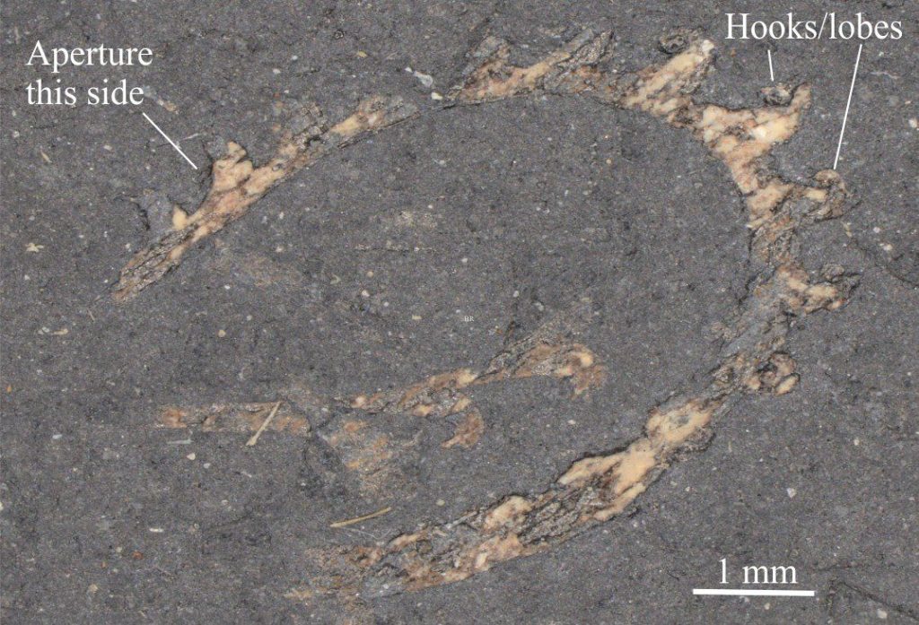 Rastrites was a uniserial form that developed coiled and spiral stipes. Its shape probably allowed it to rotate, improving its feeding capabilities. It is commonly found sharing its space with the uniserial, straight-stipe Monograptus. 