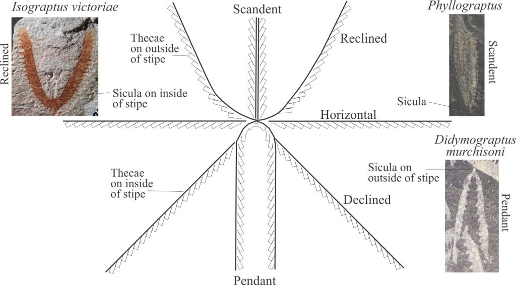 Graptoloid orientation according to the arrangement of stipes and the direction that thecae were added to each stipe. Note the opposite positions of the sicula in the reclined and pendant examples. The central diagram was adapted from Shrock and Twenhofel, Principles of Invertebrate Paleontology, 1953, Figure 15-23. The Isograptus victoriae image is from Museums Victoria, Specimen P 318949 by Benjamin Healley; CC BY. The images of Phyllograptus and Didymograptus were provided courtesy of Annette Lokier, University of Derby. 