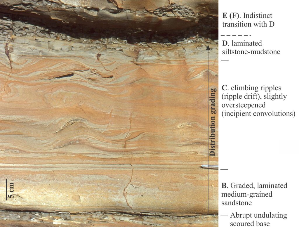 Distribution grain-size grading in this turbidite (a complete flow unit) begins in the lowermost B interval and ends with the gradational transition from the D to E (hemipelagic) intervals. Both basal and top contacts are scoured. From the Lower Miocene Waitemata Basin, Auckland, Aotearoa New Zealand.