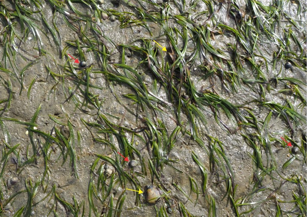 Infaunal activity in this New Zealand example of Zostera muelleri is dominated by (live) buried bivalves (mostly Austrovenus stutchburyi – yellow arrows) and the topshell Zediloma subrostrata (12 specimens in this view – red arrows). There are a few crustacean burrows. The long-spired gastropod Zeacumantus lutulentus is also common (not seen here); both gastropods are scavengers.