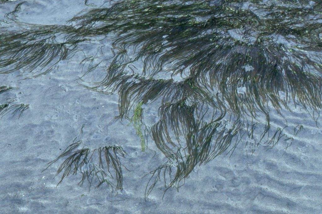 Part of a Zostera marina meadow on sandy tidal flats, Savory Island, British Columbia. Mud content here is <10%. Some leaves are 25-30 cm long. There are a few crustacean or bivalve burrows at left centre.