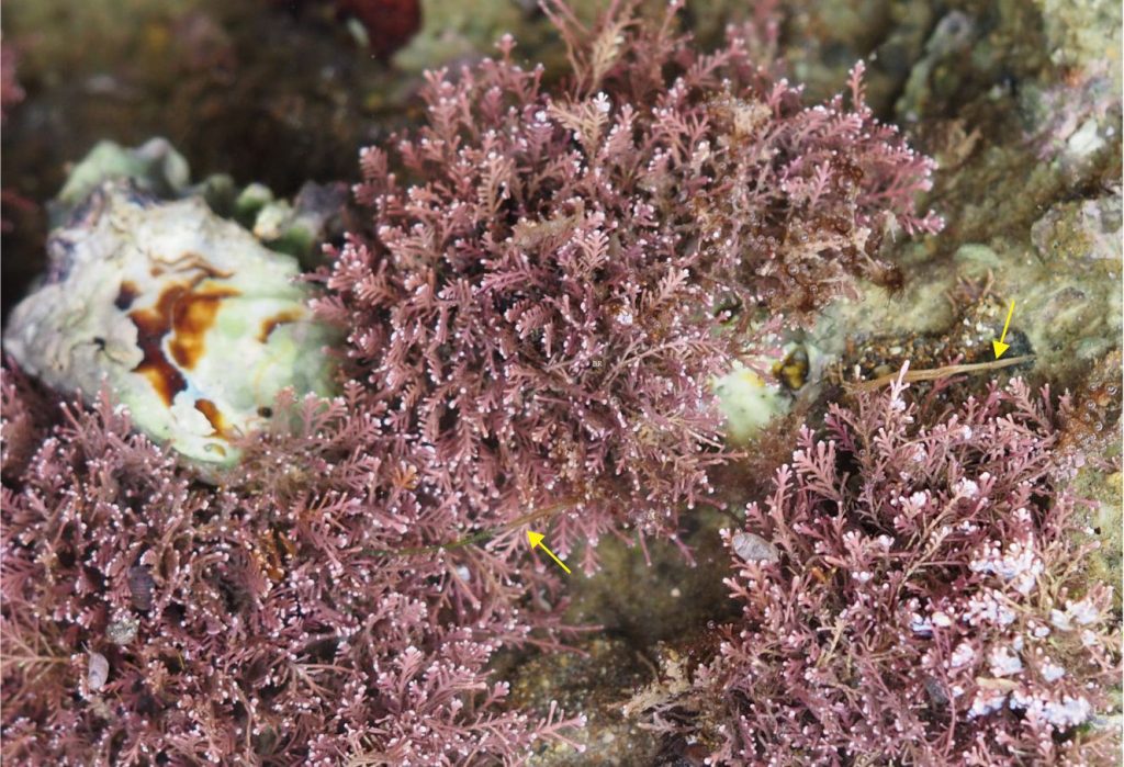 A forest of articulate calcareous red algae in which there are a few leaves of Zostera muelleri (arrows). The encrusting oyster at left-center is the species Crassostrea glomerata (New Zealand).