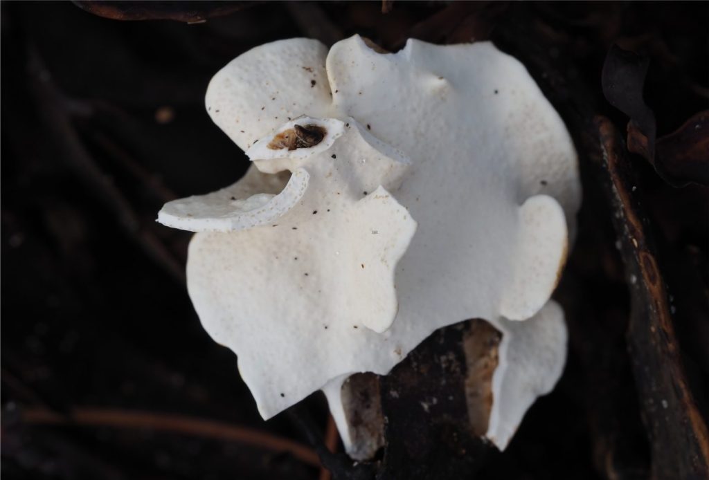 Platey and leaf-like bryozoa can encrust all manner of substrates – in this case a Zostera muelleri rhizome. A remnant of the decaying rhizome is visible at the base of the encrusting mass; the rhizome extended through the circular opening above – the opening is about 3 mm wide (arrow).