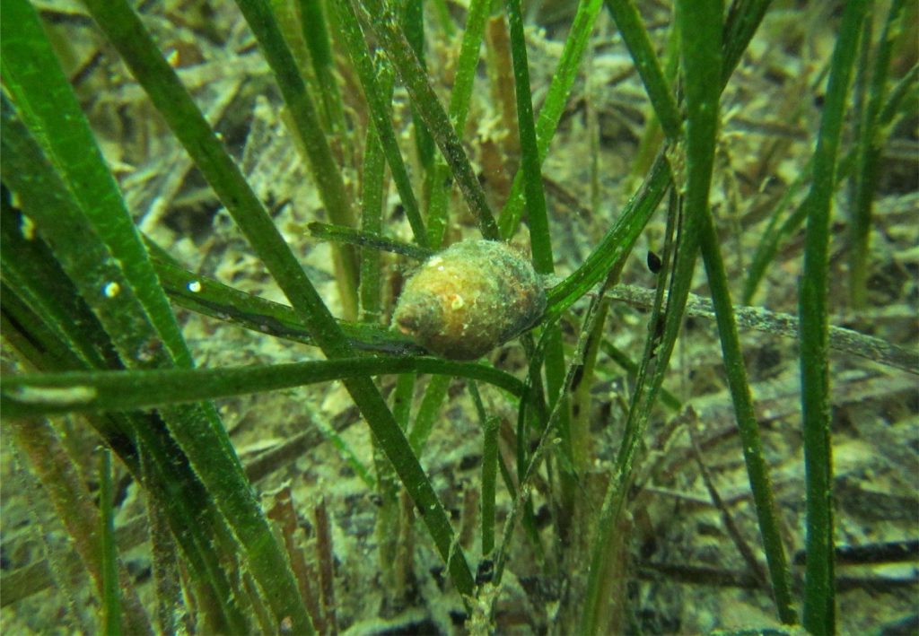 Dense growth of subtidal, upright blades of Zostera muelleri. A gastropod (possibly Cominella adspersa) is grazing epiphytic algae. Bay of Islands, northern New Zealand. Both photos taken by Aleki Taumoepeau, NIWA, Image courtesy of Fleur Matheson, NIWA.