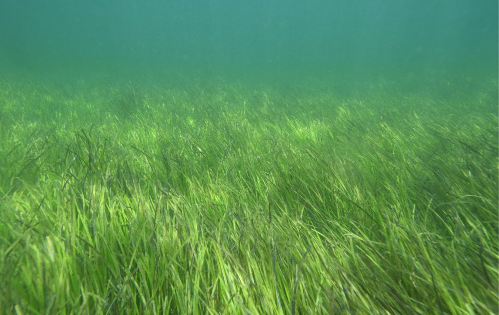 A very nice shot of subtidal Zostera muelleri, swaying in unison with each passing wave. Urupukapuka Island, northern New Zealand. Photo taken by Rohan Wells, NIWA, Image courtesy of Fleur Matheson, NIWA.