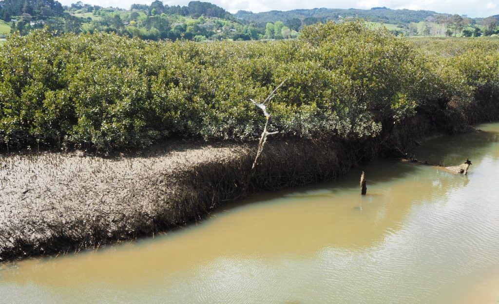 Mangrove wetland substrate is exposed in this tidal channel margin. Except for a few millimetres of grey-brown oxidized mud at the surface, the entire section, about 80 cm thick, is composed of dark blue-grey mud bound by a dense tangle of tree roots and pneumatophores. The root mass helps stabilise the channel bank. The exposed surface is littered with grazing gastropods (Amphibola crenata). Whitford estuary, south Auckland.