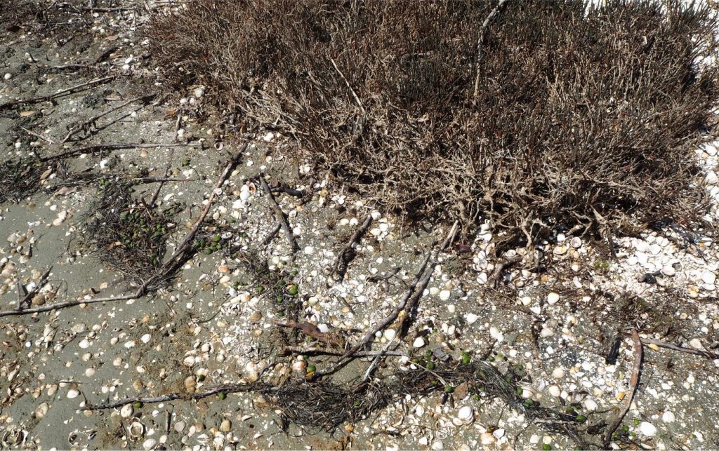 A tangle of salt marsh Salicornia roots (fine root structure) interwoven with larger, longer mangrove roots within the salt marsh deposits. In this example there is a significant admix of disarticulated and broken shells near the facies transition with the upper tidal flat. Whitford, south Auckland.