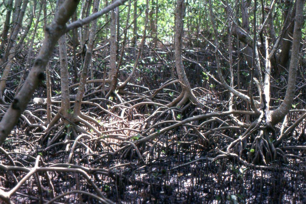 A dense tangle of stilt roots characteristic of the mangrove Rhizophora. Trees here are 4-5 m high. The sediment surface is littered with fallen leaves and branches. Some of the roots have encrusting barnacles. Florida Everglades.