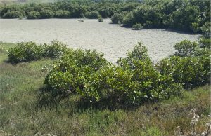 The New Zealand mangrove Avicennia marina fringing the upper limits of tidal flats, interwoven with patches of salt marsh dominated by Salicornia. Tidal flat sediment is a mix of fine-grained sand and mud. The ruffled surface of the flats is primarily the result of burrowing crabs. Hauraki Gulf, New Zealand.