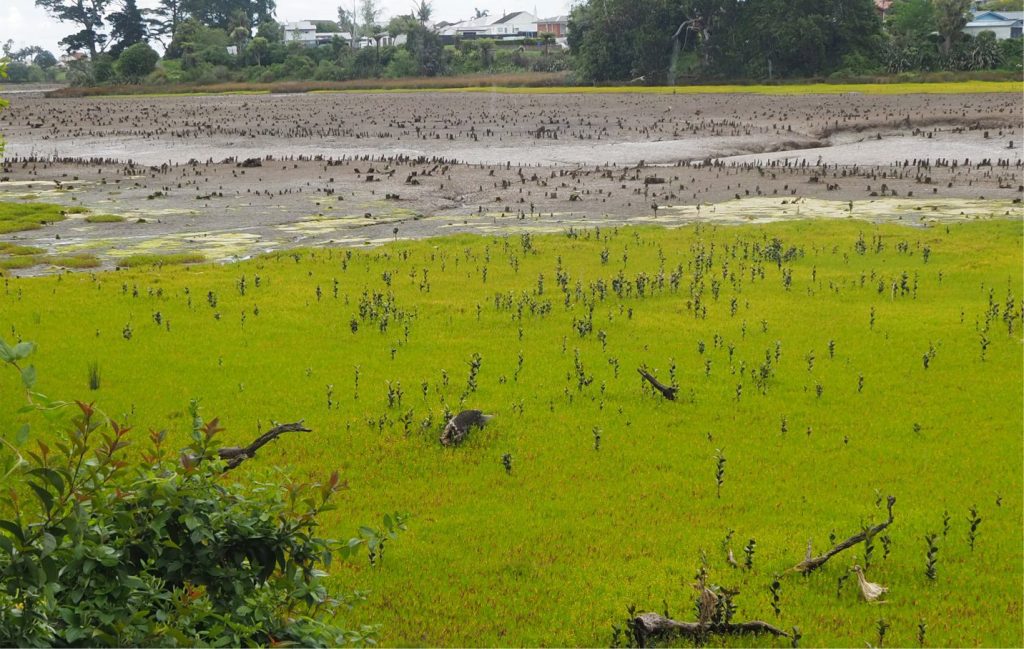 The inner tidal channel and mangrove stump-strewn mud flats of Pahurehure Inlet (near Papakura, south Auckland). Channel depth is about one metre. The inlet margins are now fringed by salt marsh flora dominated by the Button Flower Cotula coronopifolia and a few salt-tolerant grassy sedges, and numerous, young Avicennia marina.