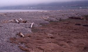 A swath of beach gravels driven by storms over the adjacent salt marsh. Cobequid Bay, an inlet in Fundy Bay, Nova Scotia. Landward migration of the beach can potentially remove all or some of the underlying salt marsh deposits. An analogue for a storm-driven ravinement surface.A swath of beach gravels driven by storms over the adjacent salt marsh. Cobequid Bay, an inlet in Fundy Bay, Nova Scotia. Landward migration of the beach can potentially remove all or some of the underlying salt marsh deposits. An analogue for a storm-driven ravinement surface.