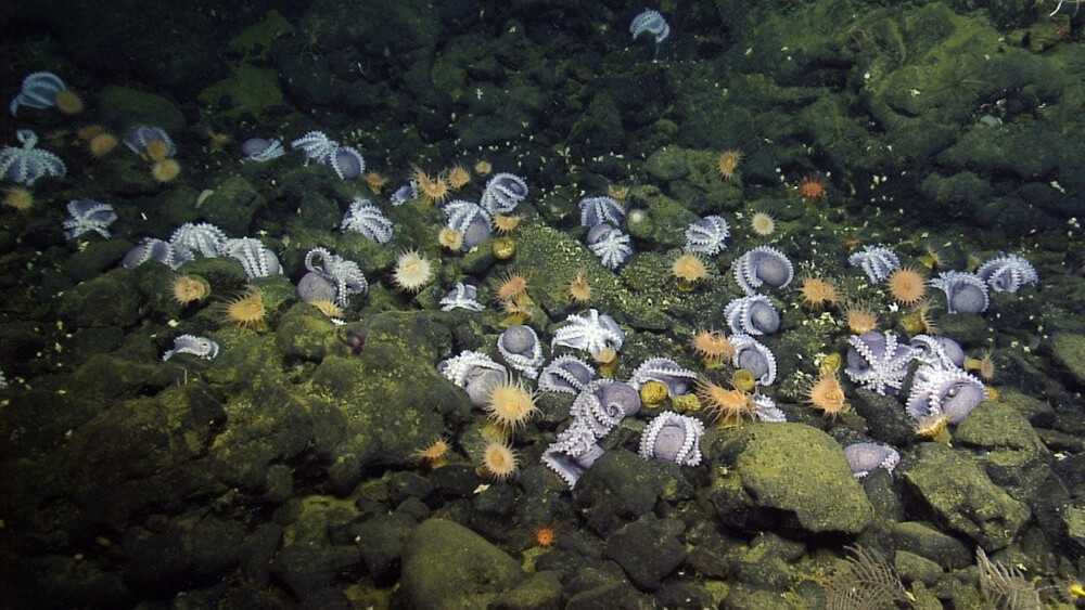 A surprising find in 2018 on the summit of Davidson Seamount in the Monterey Bay National Marine Sanctuary (S California) 3200 m depth. In amongst the basalt rubble, along with sea anemones, brittle stars (echinoderms), octocorals and sea pens were thousands of female octopuses (Muusoctopus robustus) protecting their newly hatched eggs. Water temperatures here hover around 11o C because of low-temperature seepage from hydrothermal vents and fractures. Beyond these vents the ambient water temperature is 1.6o C.  There is still so much to discover about these geological entities and ecosystems. Image credit: OET/NOAA 