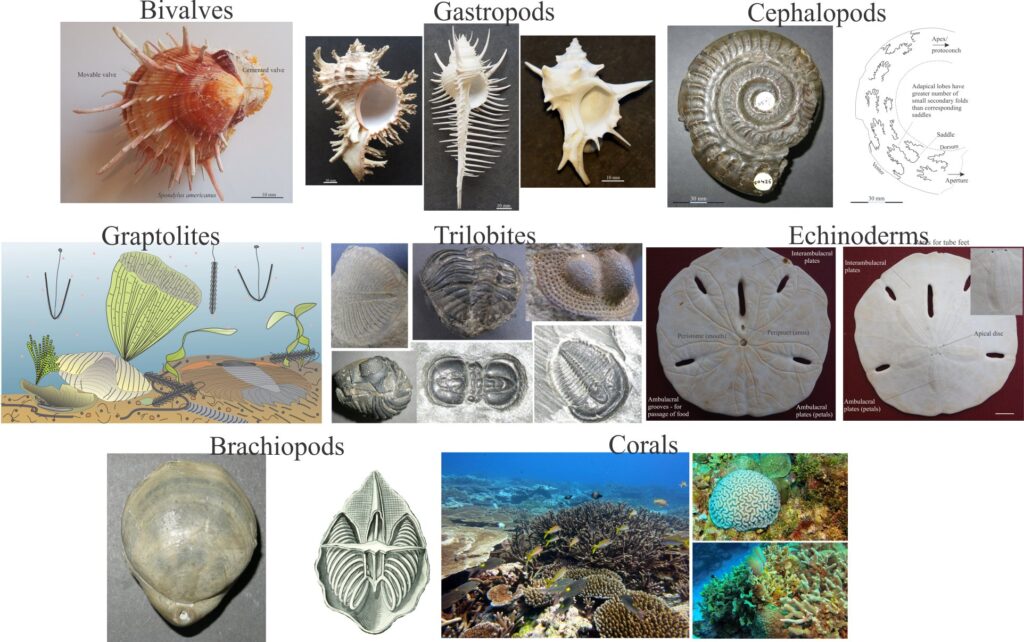 A series of posts outlining the morphology of important macrofossil invertebrate groups. This kind of information is useful for initial field IDs (but not specific taxonomies).