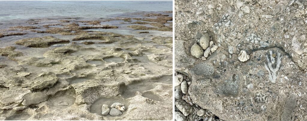 Beachrock is forming along a section of the northeast coast of Aitutaki – these outcrop photos are located behind the local airport. The beachrock surface is typically rutted and potholed. It is composed predominantly of coral fragments, the composition of which reflects the species diversity in the reef. A few blocks of eroded and recemented beachrock also occur.