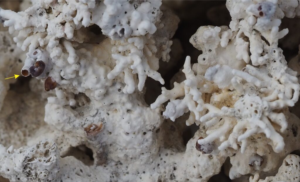 Cobble and boulder sized fragments are common on some island beaches, mostly concentrated in storm ridges and berms. In this example, the common branched Coralline algae Lithophyllum has almost completely enveloped an Acropora coral head. Lithophyllum is common in the agitated forereef and reef crests on Aitutaki. The arrow locates encrusting serpulid worm tubes.