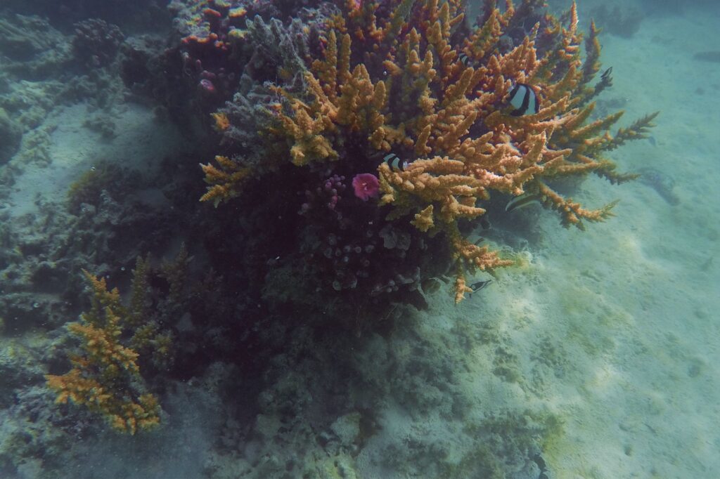 An isolated Acropora coral head, about 60 cm high, surrounded by muddy fine sands in the central lagoon. There are a few clumps of the brown alga Turbinaria. The sediment surface has a thin, discontinuous green algal film.