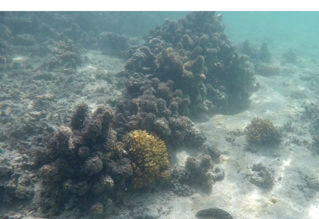 The common brown alga Turbinaria and solitary Acropora, a few holothurians and their patchwork of pellets, and intensely burrowed muddy sand, are common components of the fringing reef.