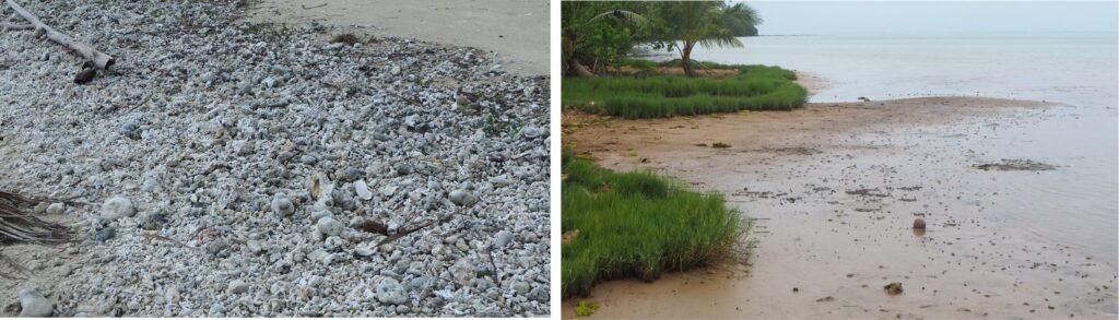 Left: High tide gravel berm on an Aitutaki western shore, composed of 90% coral and coral-calcareous algae fragments. The gravel overlies and partly interfingers with medium to coarse sand, also composed predominantly of coral and coralline algae fragments. Seaward direction is to the bottom left. Right: A narrow zone of tidal flat muds and muddy sands on the western Aitutaki shore (location 1 on the facies map). The sediments are thoroughly bioturbated, principally by crabs and smaller crustaceans. 