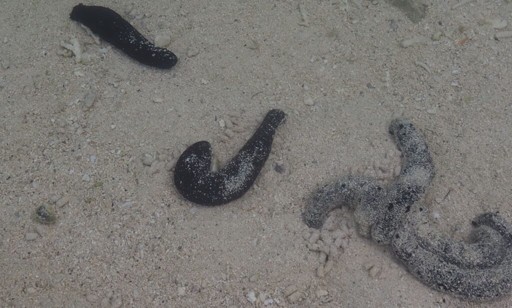 Holothurians (sea cucumbers) are common over much of Aitutaki reef, lagoon and foreshore (they are a class of echinoderm that lack an internal or exoskeleton). Their local name is Rori. They graze the rock and sediment surface removing unwanted organic matter, and in the process disrupt surficial stratification and leave piles of cylindrical-shaped pellets. These critters are 12-15 cm long.