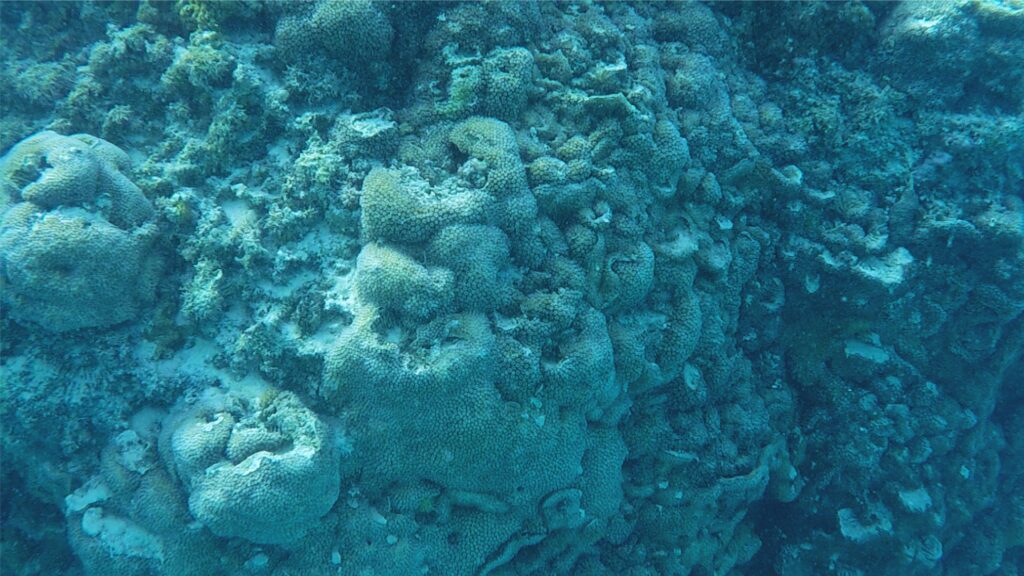 High relief patch reef with dominant encrusting Astreopora and a few patches of Halimeda. Cracks and crevasses are coated with fine sand and mud. Vertical relief in this view is about 1.5 m. Patch reefs like this are common in the platform-lagoon.