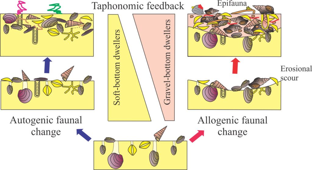 Kidwell (1986) demonstrated that positive feedback mechanisms can influence the stratigraphic preservation of biological successions. Taphonomic feedback refers to the influence that dead hard parts have on living organisms – the gradual accumulation of shelly material (whole and broken shell or bone) can change the substrate and consequently the kind of organism that can live there. In this diagram, modified from Kidwell’s Figure 1, an initial soft substrate changes to gravel-dominated either by accumulation of successive generations of soft-substrate organisms (autogenic), or by allogenic processes such as storms that concentrate shell debris (e.g., by winnowing) and introduce different species onto the depositional site. However, in both cases the gravel-loving assemblage usually occupies the same depositional space as the soft-substrate assemblage, resulting in a stratigraphic record of mixed assemblages. 