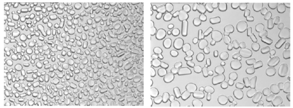 An example of Ostwald Ripening where small ice crystals (left) are warmed then refrozen. Recrystallization forms much larger crystals – a process considered to be a response to self-organization. Image from C. Clarke (2003); The physics of ice cream 