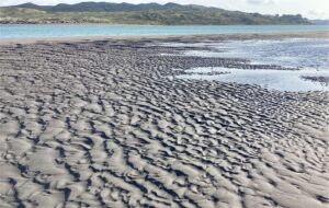 A mix of wavy-crested, lunate and cuspate ripples developed during an ebb tide on the exposed platform margin to an ebb tidal delta - the main channel exits oceanward to the left. Some larger subaqueous dunes near the channel margin. Raglan, N.Z.