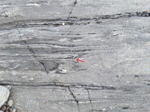 Small isoclinal recumbent folds, near Cleggan Harbour, NW of Clifden. Note the small thrusts near the center of the left image.