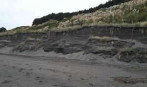 The beach at Raglan, west coast NZ, is lined by coastal dunes. There is a constant to and fro of the dune front where at times it progrades seawards, and other times is dissected by storm waves. Sand is continually being moved from the shallow shelf to the beach and dunes.